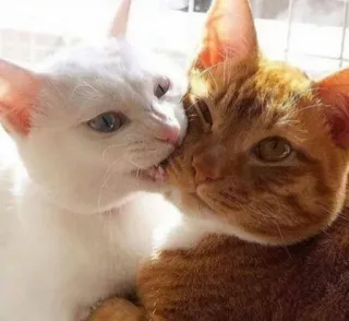 🦷 gatos, animales, mascotas, cariño, beso, gato naranja, gato blanco telegram sticker
