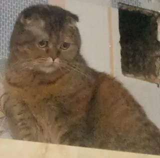 👀 gato, animal, animal de estimação, felino, gato doméstico, fofo telegram sticker