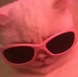 😏 cat, sunglasses, animal, cool, pet whatsapp sticker