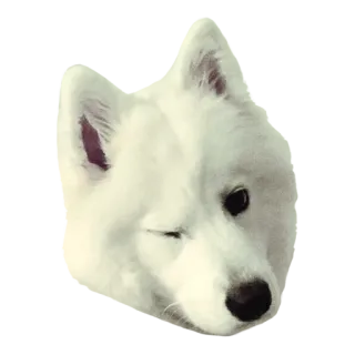 😉 犬, 動物, 白, 可愛い, ペット, 子犬 telegram sticker