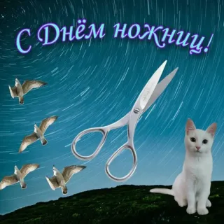 ✂️ С Днём ножниц! scissors, cat, seagulls, night sky, celebration, humor telegram sticker