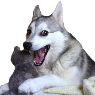 😅 dog, husky, animal, pet, cute, happy, stuffed animal telegram sticker