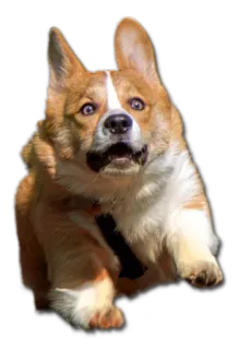 🏃 corgi, dog, running, pet, animal, cute telegram sticker