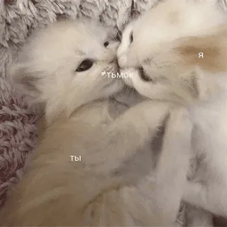 💋 ТЫ 
*ТЬМОК
Я แมว, จูบ, น่ารัก, รัสเซีย, สัตว์, ความรัก, ลูกแมว telegram sticker