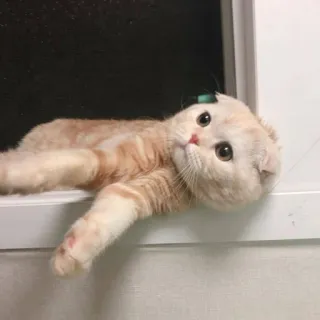 🤍 gatto, gattino, Scottish Fold, animale, carino, animale domestico telegram sticker