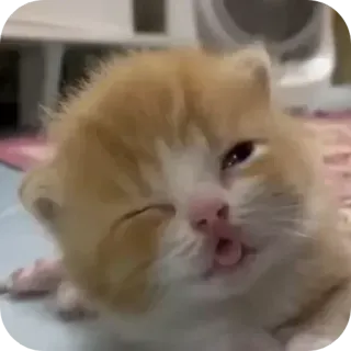🙂 anak kucing, kucing, imut, binatang, hewan peliharaan, lucu, menggemaskan telegram sticker