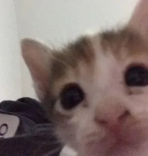 🎀 cat, kitten, animal, cute whatsapp sticker