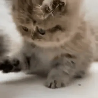 🙃 kitten, cat, cute, animal, pet whatsapp sticker