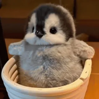 😋 Pinguin, Tier, süß, Baby Pinguin, Vogel, flauschig, Eimer telegram sticker
