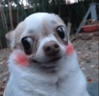 😊 dog, chihuahua, pet, animal, cute, funny, meme telegram sticker