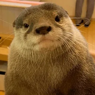 😣 Loutre, Animal, Mammifère, Faune sauvage, Mignon, Nature telegram sticker