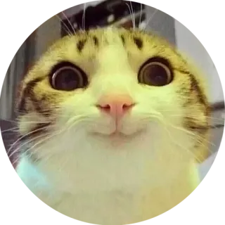 🙂 gatto, divertente, animale, carino, animale domestico, gattino whatsapp sticker