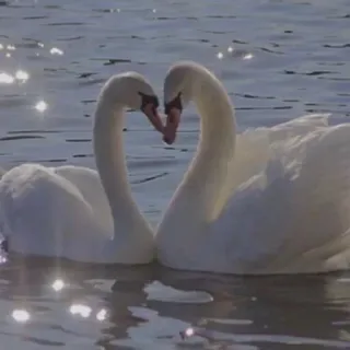 ❤️ swan, love, birds, water, romantic, heart whatsapp sticker