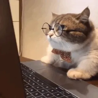 🐈 แมว, แว่นตา, คอมพิวเตอร์, พิมพ์, สัตว์, หูกระต่าย telegram sticker
