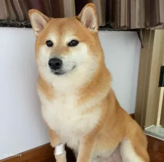 ❤️ IG @milze dog, shiba inu, animal, pet, cute, puppy telegram sticker