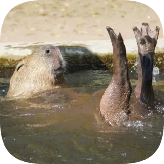 🦶 capybara telegram sticker