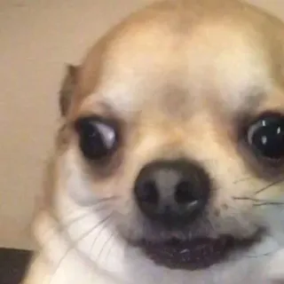🤓 chien, chihuahua, animal, animal de compagnie, mème, drôle telegram sticker