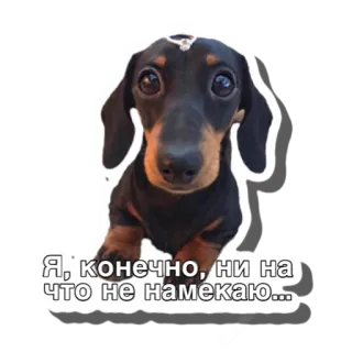 😏 Я, конечно, ни на что не намекаю... dog, dachshund, puppy, animal, cute whatsapp sticker