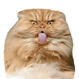 😝 cat, tongue, funny, animal, cute, meme telegram sticker