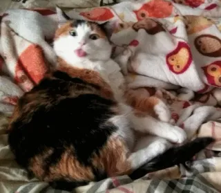 😝 kucing, jari tengah, kasar, lucu, hewan, hewan peliharaan telegram sticker