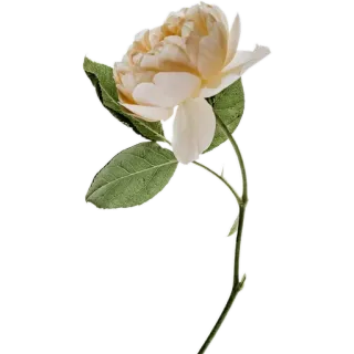 🥀 กุหลาบ, ดอกไม้, ลายดอกไม้, พืช, ธรรมชาติ, เบ่งบาน, ดอกไม้ telegram sticker