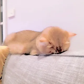 🥺 mèo, động vật, ngủ, thú cưng, mèo nhà telegram sticker