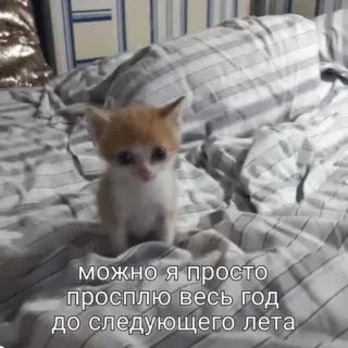🤨 можно я просто просплю весь год до следующего лета 猫, 子猫, 睡眠, 可愛い, 面白い, ミーム whatsapp sticker