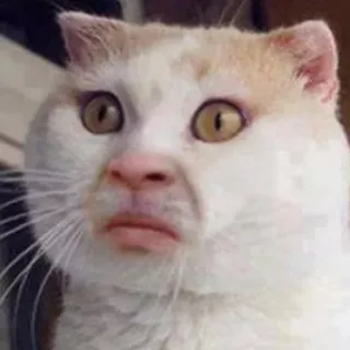 😘 Katze, Meme, Lustig, Tier, Haustier, Verwirrt telegram sticker
