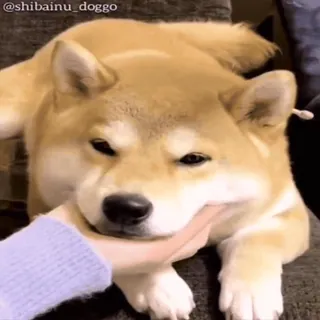 😌 shibainu_doggo Shiba Inu, anjing, hewan peliharaan, binatang, imut, meme, lucu whatsapp sticker