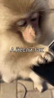 💷 А йесли так monyet, binatang, ponsel, teks, rusia whatsapp sticker