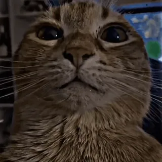 😼 mèo, thú cưng, động vật, dễ thương, hài hước, vật nuôi telegram sticker
