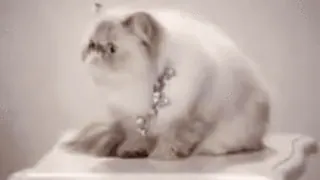 😤 gato, animal, mascota, gato persa, gato blanco, gato doméstico whatsapp sticker