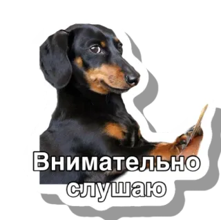 🧐 Внимательно слушаю dog, listening, dachshund, attentive, animal whatsapp sticker