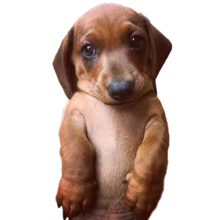🤷‍♂️ dog, cute, puppy, dachshund, animal whatsapp sticker