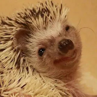 😏 egel, schattig, dier, wilde dieren, zoogdier telegram sticker