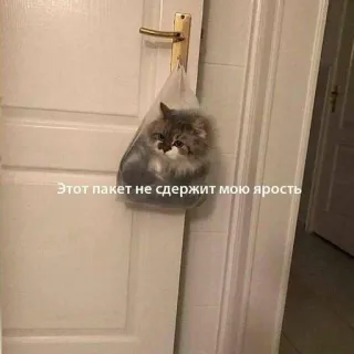 😡 Этот пакет не сдержит мою ярость kucing, tas, hewan, kucing, kemarahan, humor telegram sticker