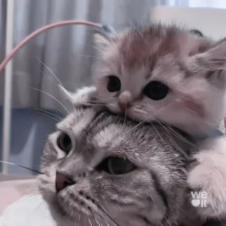💗 кот, котенок, животные, милый, домашнее животное, домашнее животное telegram sticker