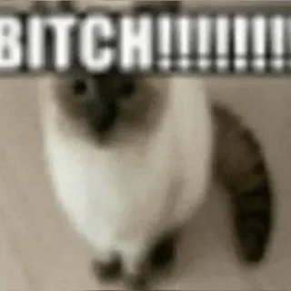 🌟 BITCH!!!!!! cat, offensive, pet, meme telegram sticker