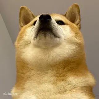 ☁ Balltze IG Balltze anjing, shiba inu, meme, hewan peliharaan, hewan, close-up, potret telegram sticker