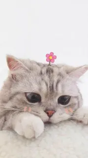 ☺️ cat, cute, pet, animal, flower, kitten telegram sticker