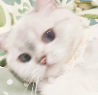 😡 gato, animal de estimação, animal, gato branco, animal doméstico telegram sticker