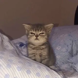 😀 котёнок, кот, милый, животное, питомец, сонный, серый, кошачий telegram sticker