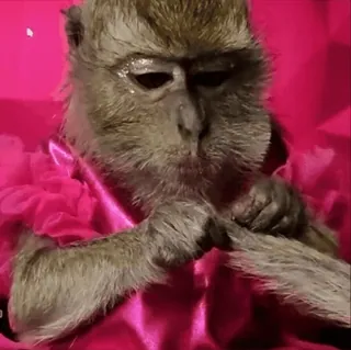😎 monkey, animal, cute, dress, pink telegram sticker