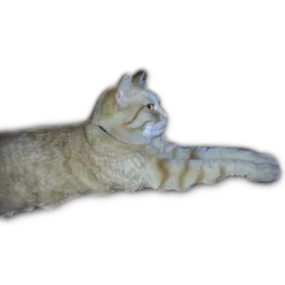 😔 kucing, hewan peliharaan, mamalia, binatang peliharaan, felin telegram sticker