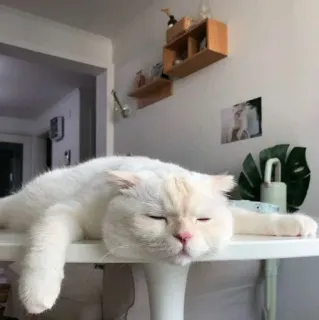 😴 gatto, animale, animale domestico, gatto bianco, gatto pigro, carino, animale domestico telegram sticker