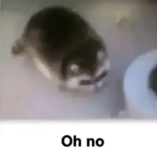🏉 Oh no Katze, lustig, Meme telegram sticker