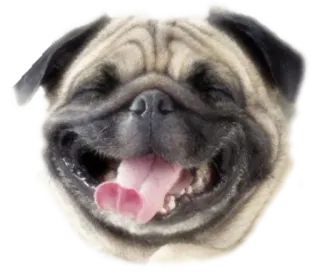 😋 cane, carlino, animale, animale domestico, carino, felice whatsapp sticker