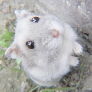 🐹 hamster, animal, roedor, fofo, animal de estimação, pequeno, peludo, adorável telegram sticker