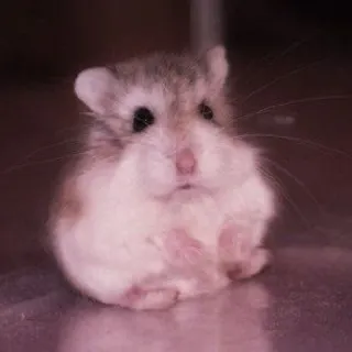 🤏 hamster, cute, animal, rodent, pet telegram sticker