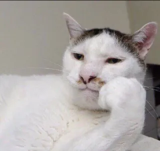 🤳 猫, 思考, 沉思, 宠物, 动物, 搞笑, 表情包 telegram sticker
